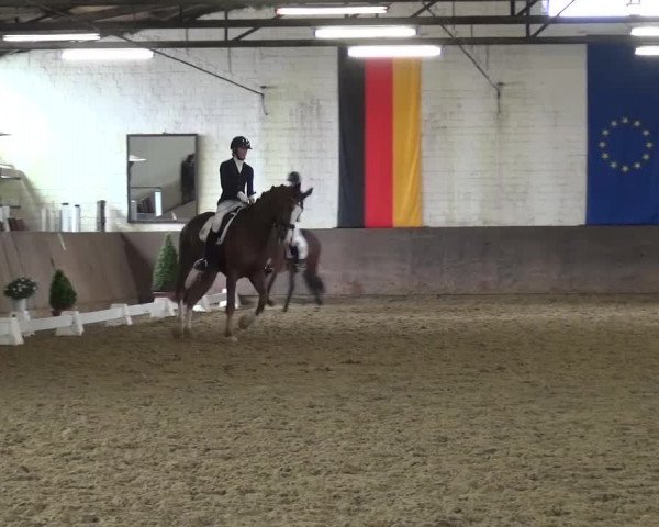 Dressurturnier Jüchen-Waat 2017
