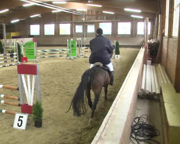 Reitturnier Leutkirch-Diepoldshofen 2017