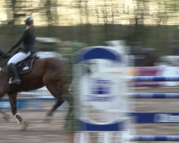 Reitturnier Bad Schwartau 2017