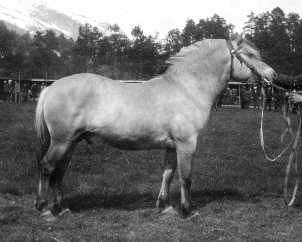 stallion Øyarblakken (Fjord Horse, 1923, from Rodsetblakken) stallion Øyarblakken (Fjord Horse, 1923, from Rodsetblakken)