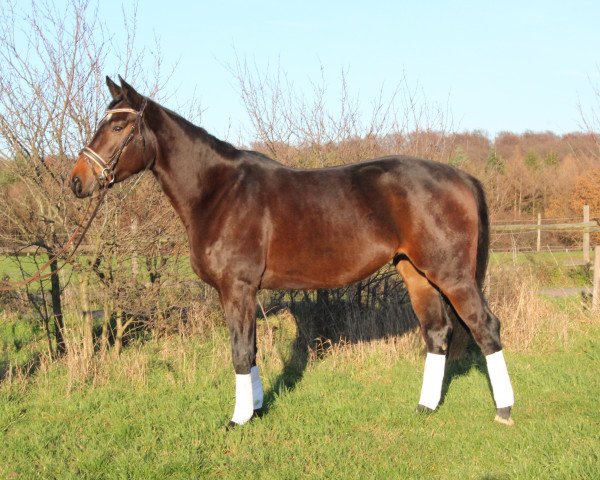 horse Diotima P (Westphalian, 2016, from Daily Deal)