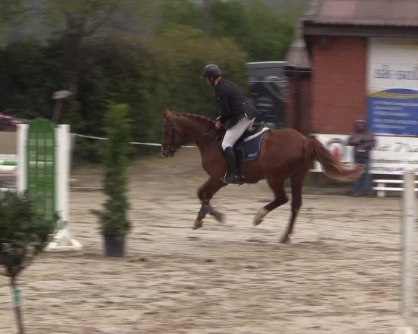 Reitturnier Havixbeck 2017