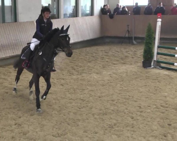 Reitturnier Leutkirch-Diepoldshofen 2017