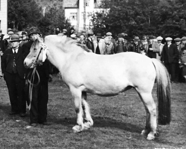 broodmare Dokka N.3580 (Fjord Horse, 1933, from Ridder N.808)
