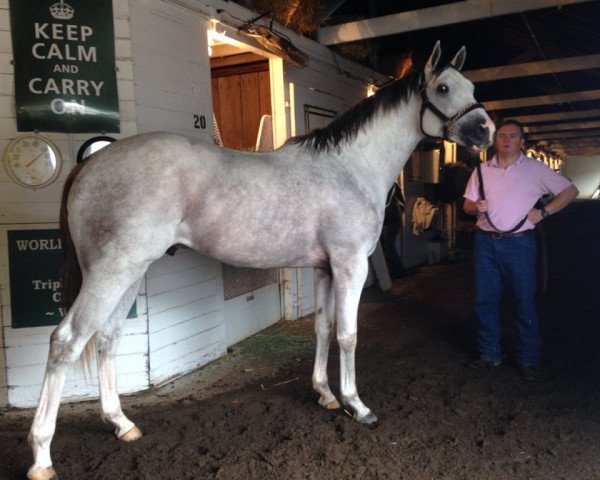 horse Take Charge Tapit xx (Thoroughbred, 2014, from Tapit xx)