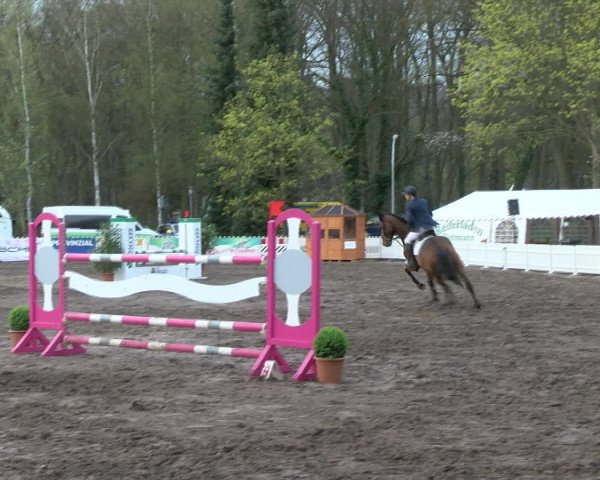 Reitturnier Bad Schwartau 2017