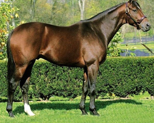 stallion Proud Citizen xx (Thoroughbred, 1999, from Gone West xx)