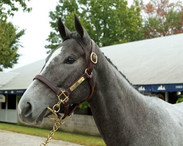 horse Birdie Numb xx (Thoroughbred, 2017, from Tapit xx)