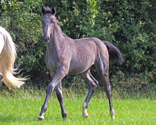 stallion ACDC 9 (Oldenburg show jumper, 2015, from Cornet Obolensky)