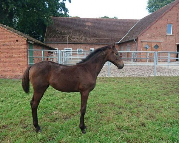 broodmare Bellevie (Hanoverian, 2017, from Bernay) broodmare Bellevie (Hanoverian, 2017, from Bernay)