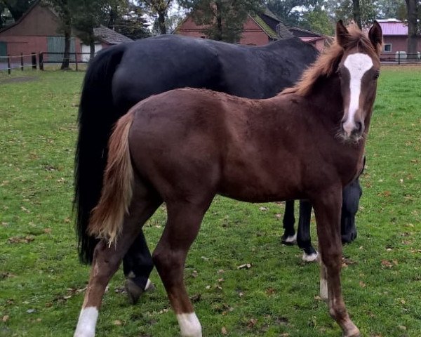 horse Quo Vadis (Oldenburg, 2018, from Quando Unico FRH) horse Quo Vadis (Oldenburg, 2018, from Quando Unico FRH)