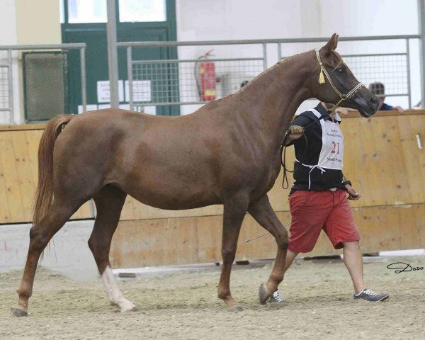 broodmare Venus Mercuria (Arabian purebred, 2006, from Mir Khan)