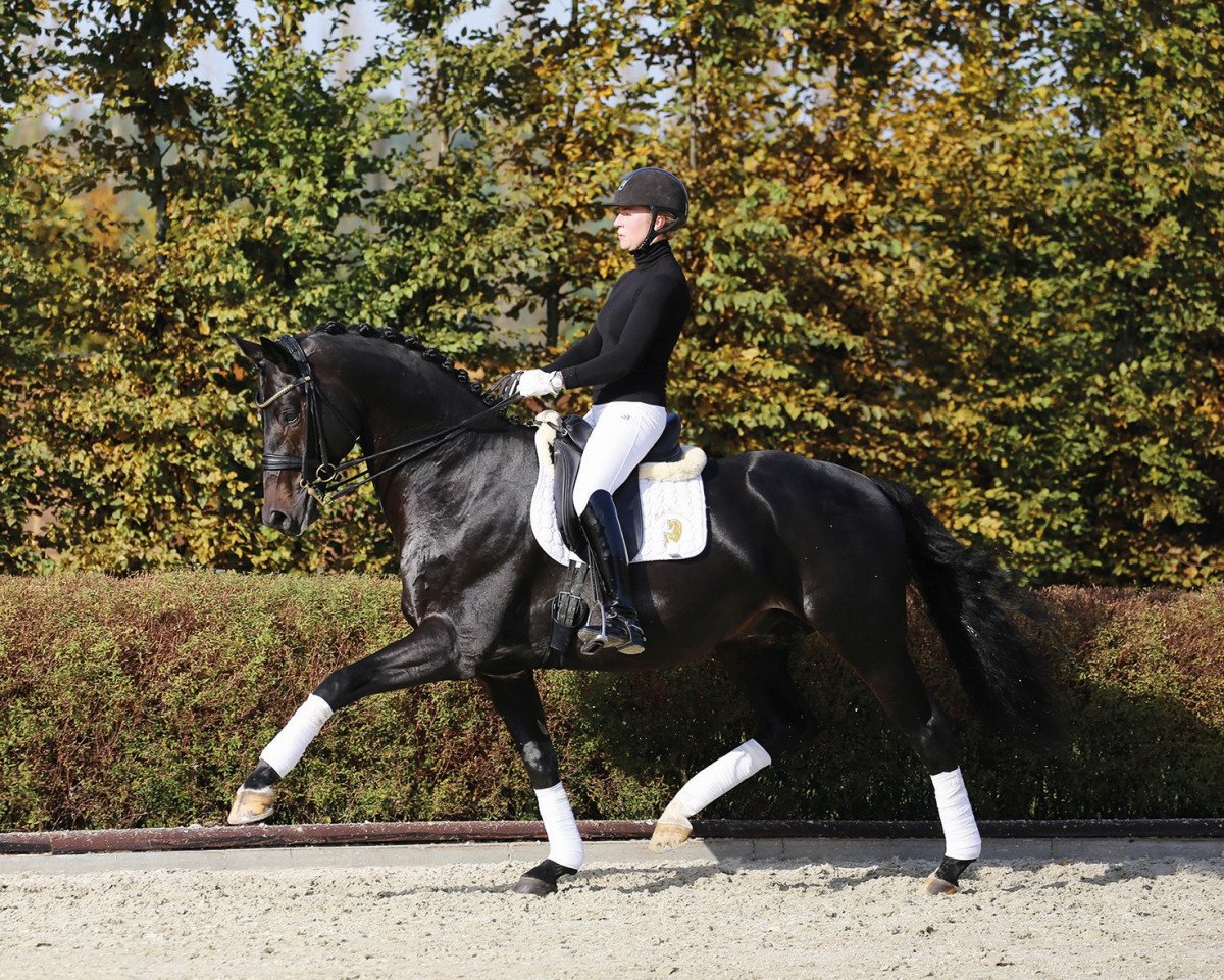 Dressurpferd Grey Flanell (KWPN (Niederländisches Warmblut), 2010, von Gribaldi)
