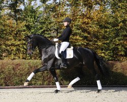 Dressurpferd Grey Flanell (KWPN (Niederländisches Warmblut), 2010, von Gribaldi)