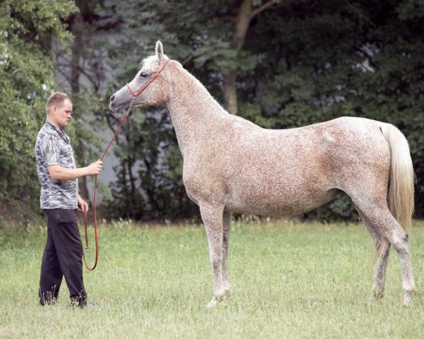 broodmare Polli (Arabian purebred, 2004, from Balaton 1982 ox)