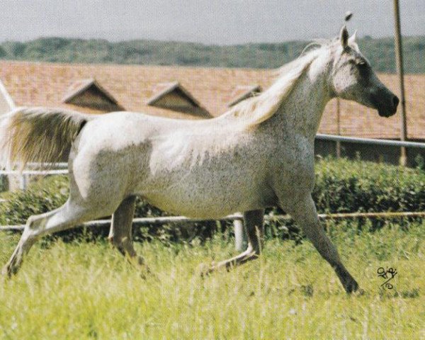 broodmare Nioba (Arabian purebred, 1979, from Aswan 1958 EAO)
