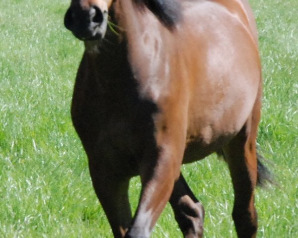 Pferd Zum Glück 7 (Nederlands Rijpaarden en Pony, 2017, von Zeppe van de Ijsseldijk Vdh)