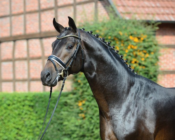 stallion Feinrich (Oldenburg, 2013, from Fürst Heinrich)