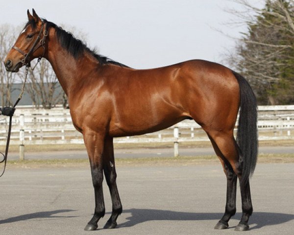 jumper Cute (Thoroughbred, 2016, from Deep Impact xx)