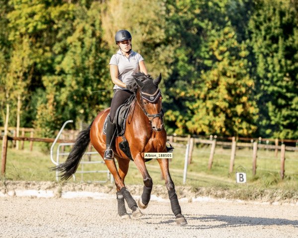 dressage horse Samedi M (Westphalian, 2011, from Sunday)