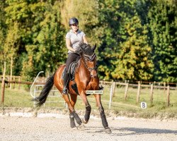 dressage horse Samedi M (Westphalian, 2011, from Sunday)