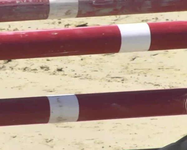 Reitturnier Leutkirch-Diepoldshofen 2017