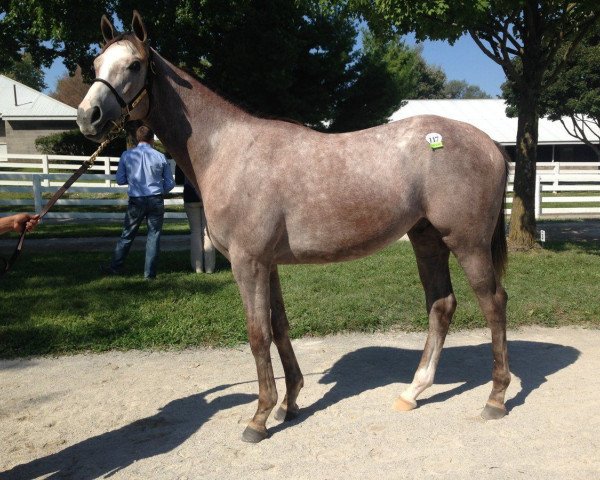 horse Felix the Fox xx (Thoroughbred, 2016, from Tapit xx)
