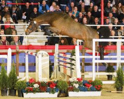 stallion Conthalou (Oldenburg show jumper, 2017, from Conthargos)