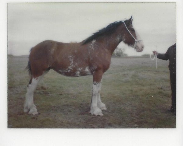 broodmare Howanna Royal Judy (Clydesdale, 1979, from Royal Gift)