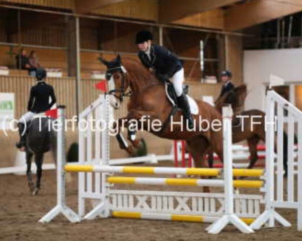 horse Hippo's Oh La La (Trakehner, 2012, from Olivander 2)