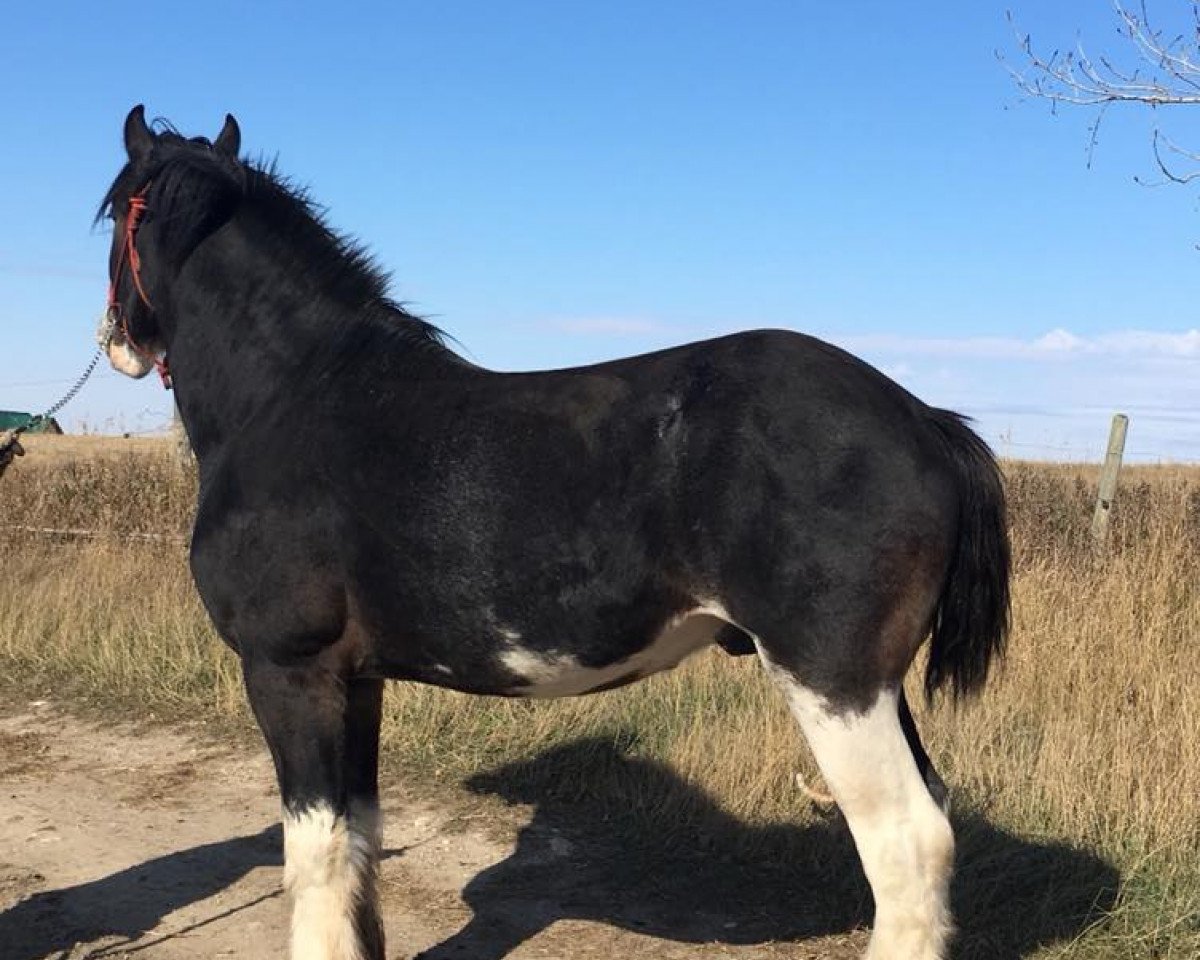 Deckhengst DLC Intrepid Ice Tex (Clydesdale, 2014, von 2S Explorer's Intrepid)
