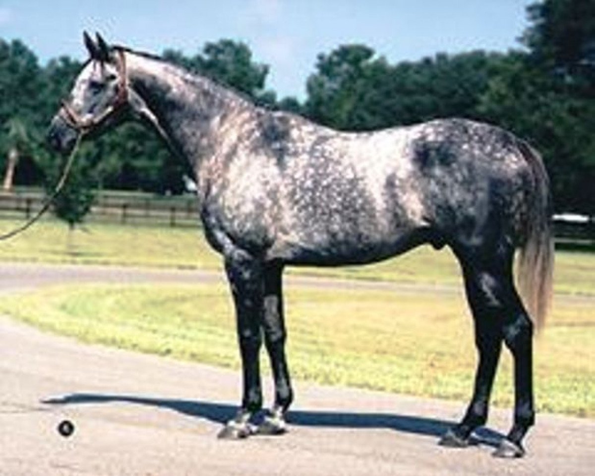 Deckhengst Silver Buck xx (Englisches Vollblut, 1978, von Buckpasser xx)