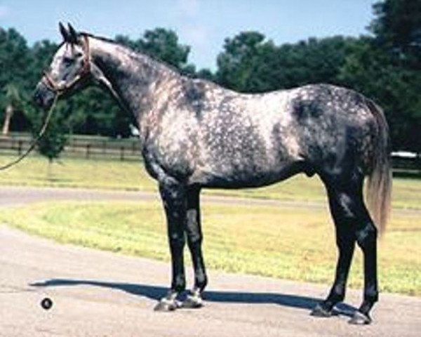stallion Silver Buck xx (Thoroughbred, 1978, from Buckpasser xx)