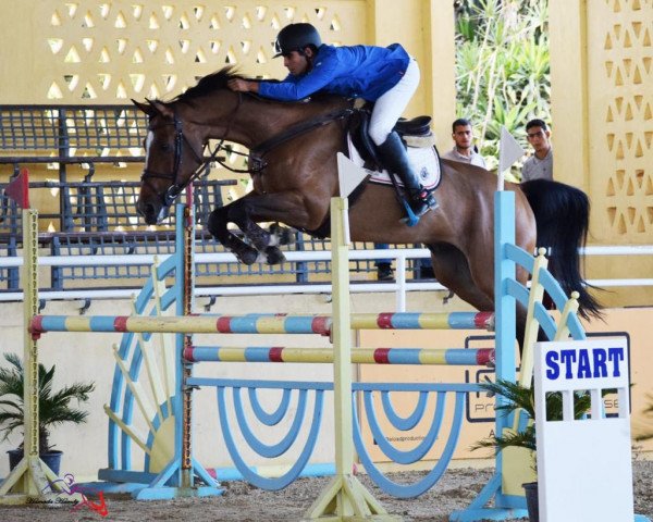 Zuchtstute Carly (KWPN (Niederländisches Warmblut), 2007, von Harley VDL)