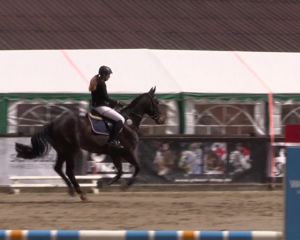 Reitturnier Havixbeck 2017
