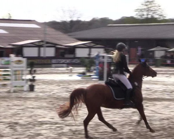 Reitturnier Havixbeck 2017
