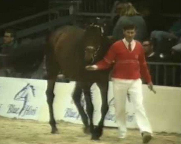 stallion Liberty Dane (Danish Warmblood, 1990, from Lancier)