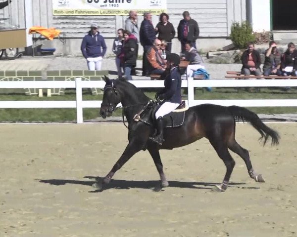 Reitturnier Leutkirch-Diepoldshofen 2017