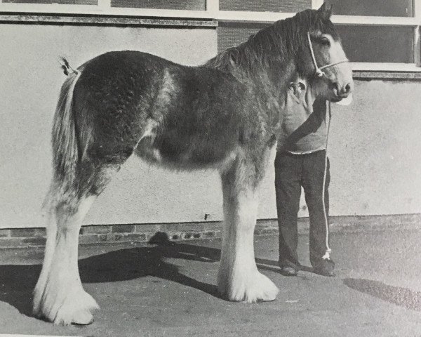 stallion Greendykes Excelsior Again (Clydesdale, 1976, from Doura Excelsior)