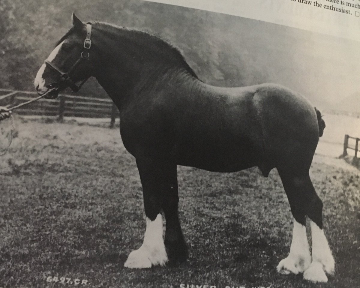 stallion Silver Cup (Clydesdale, 1899, from Baron's Pride 9122)