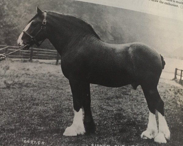 stallion Silver Cup (Clydesdale, 1899, from Baron's Pride 9122)
