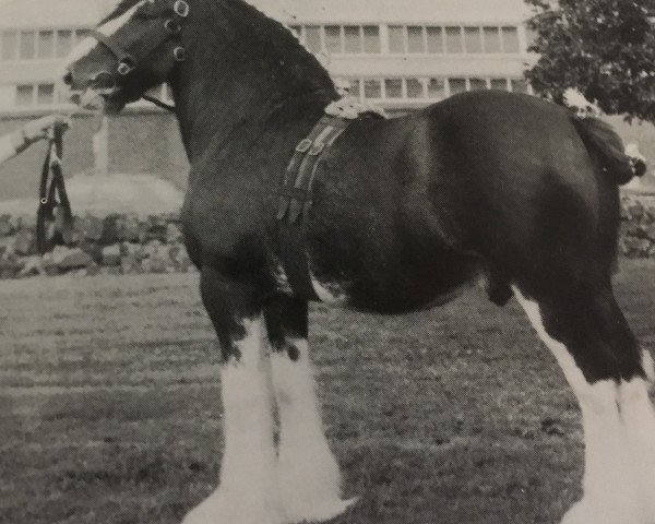 stallion Balwill Select (Clydesdale, 1966, from Doura Perfection) stallion Balwill Select (Clydesdale, 1966, from Doura Perfection)