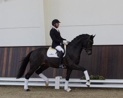 stallion Darlings Dream (Westphalian, 2018, from Diamond Deluxe)