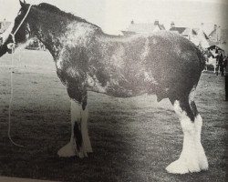 Zuchtstute Barlauchlan Black Magic (Clydesdale, 1969, von Johnston Aristocrat)