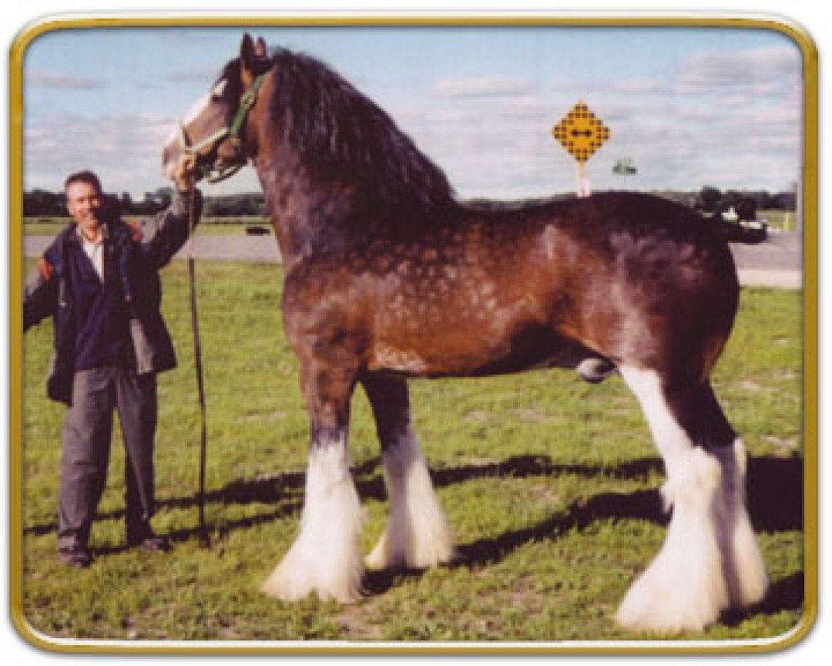 Deckhengst Hillmoor Landmark (Clydesdale, 1996, von Greendykes Lucky Shot)