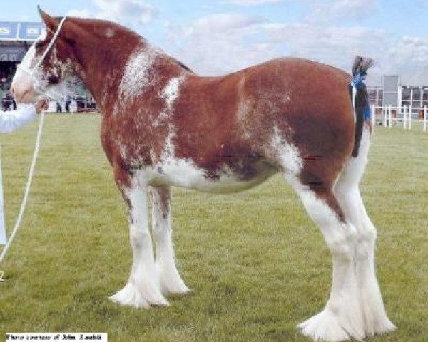 Zuchtstute Ormiston Mains Amelie (Clydesdale,  , von Mollinhillhead Sensation)