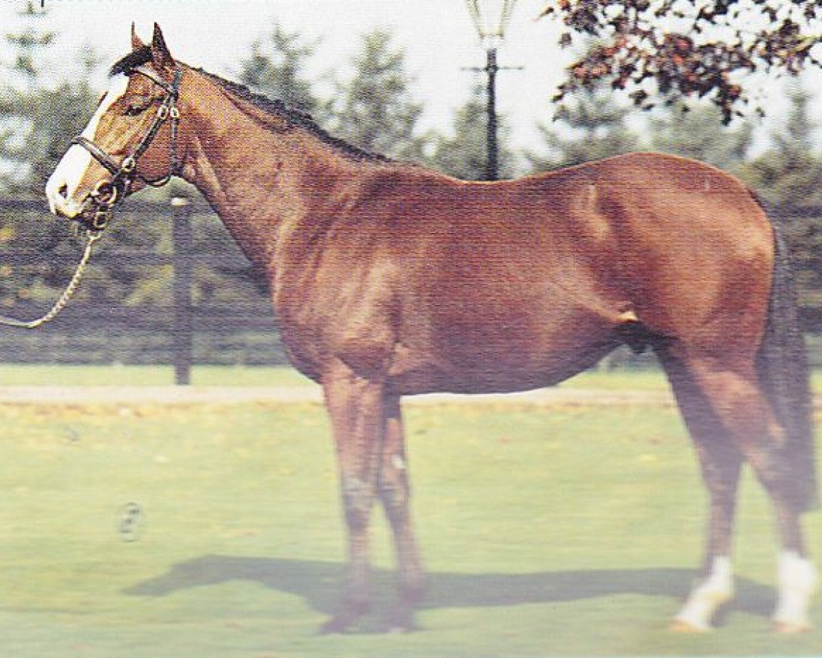 Deckhengst Tate Gallery xx (Englisches Vollblut, 1983, von Northern Dancer xx)