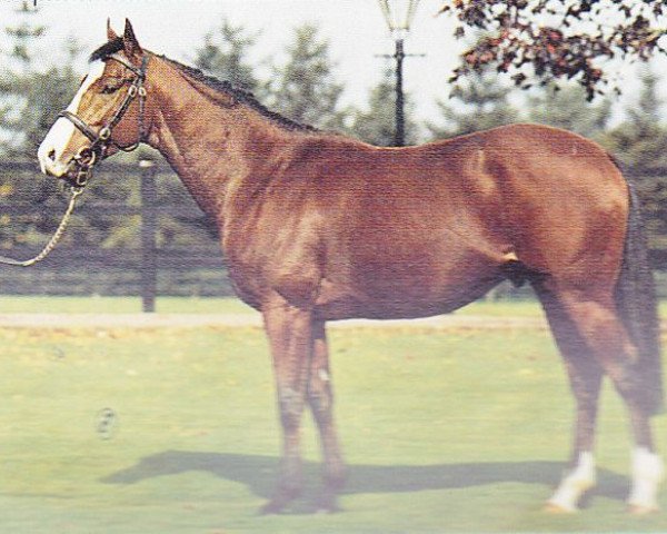 stallion Tate Gallery xx (Thoroughbred, 1983, from Northern Dancer xx)