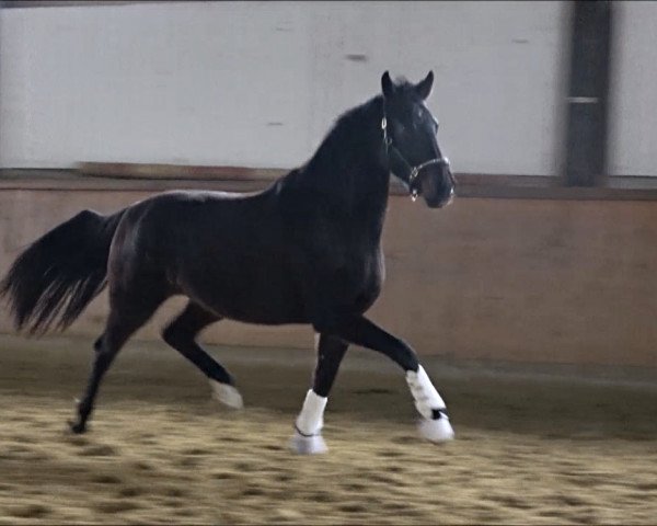 Zuchtstute Amazing Caramia v.d. Willenburg (Westfale, 2018, von Amazon 4)