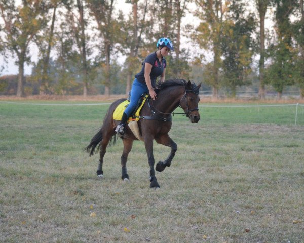 dressage horse Heinrich 50 (German Riding Pony, 2012, from Hesselteichs Grimaldi)
